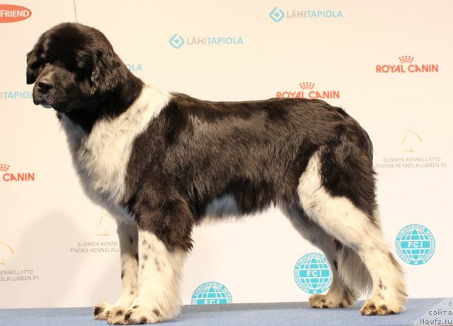 Фото: ньюфаундленд Piternyuf I Did It Again (Питерньюф И Дид Ит Агаин)