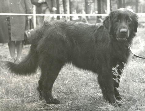 Фото: ньюфаундленд Blyeklor Deyzi (Блэклор Дейзи)