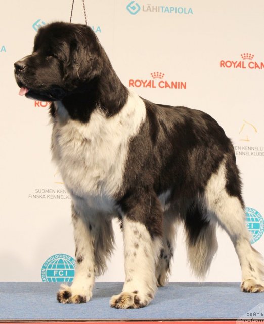 Фото: ньюфаундленд Piternyuf I Did It Again (Питерньюф И Дид Ит Агаин)