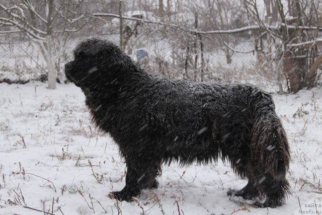 Фото: ньюфаундленд Dunyasha s Berega Dona (Дуняша с Берега Дона)