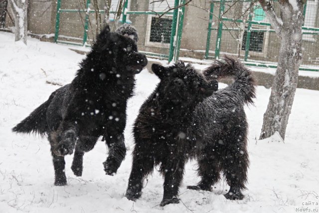 Фото: ньюфаундленд Zvezdnij Dar Afina dlja Berega Dona (Звездный Дар Афина для Берега Дона), ньюфаундленд Zhemchuzhina Rostova s Berega Dona (Жемчужина Ростова с Берега Дона)