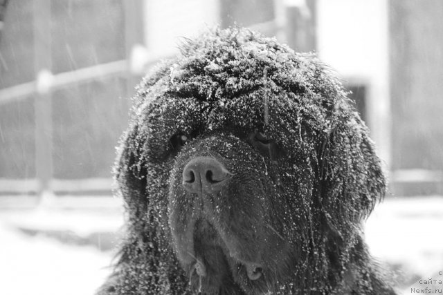 Фото: ньюфаундленд Dodger ot Sibirskogo Medvedja (Доджер от Сибирского Медведя)