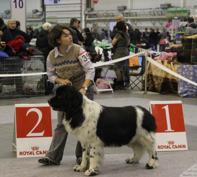 Фото: ньюфаундленд Archibald Good Win Super Mishka (Арчибальд Гуд Вин Супер Мишка)