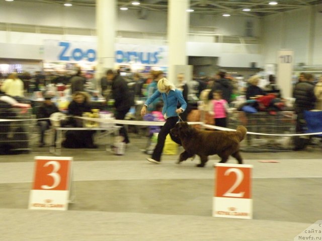 Фото: ньюфаундленд Oktjabrina s Berega Dona (Октябрина с Берега Дона)