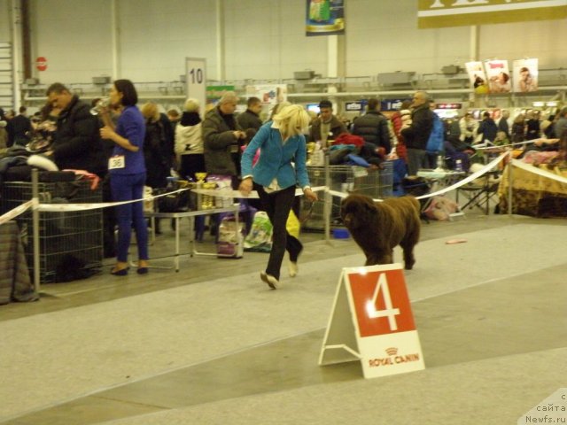 Фото: ньюфаундленд Oktjabrina s Berega Dona (Октябрина с Берега Дона)