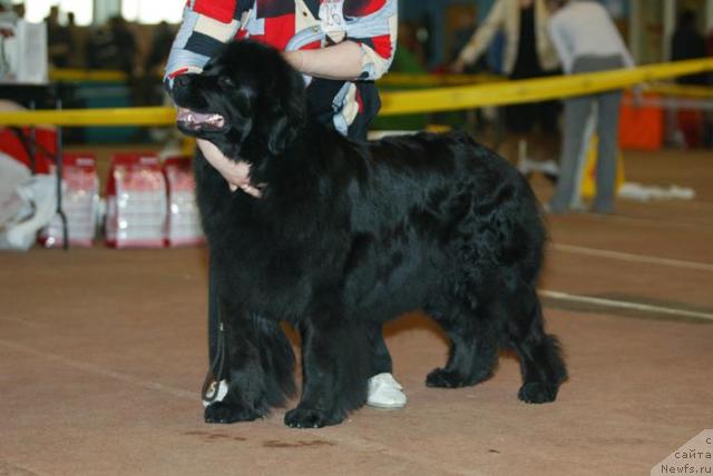 Фото: ньюфаундленд Blek Dolli Peyv Black (Блэк Долли Пейв Блэк)