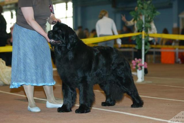 Фото: ньюфаундленд Akvatoriya Kelvin Golubaya Laguna (Акватория Келвин Голубая Лагуна)