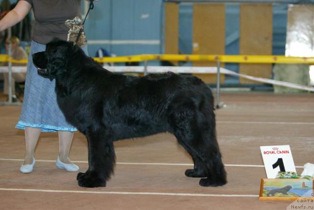Фото: ньюфаундленд Akvatoriya Kelvin Golubaya Laguna (Акватория Келвин Голубая Лагуна)