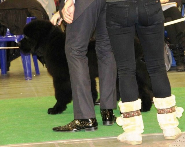 Фото: ньюфаундленд Absolute Prize Dinastiya Soverchenstva (Абсолют Прайз Династия Совершенства)