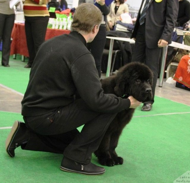 Фото: ньюфаундленд Absolute Prize Dinastiya Soverchenstva (Абсолют Прайз Династия Совершенства)