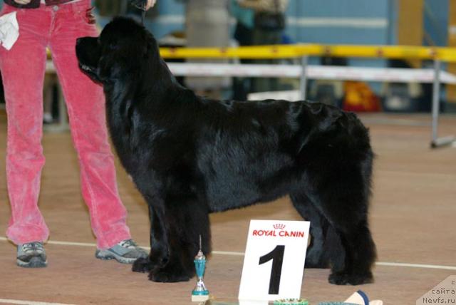 Фото: ньюфаундленд Super Bizon Astoriya (Супер Бизон Астория)