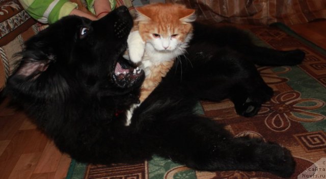 Фотография № 112878