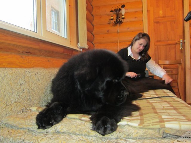 Фото: ньюфаундленд Very Fairweathers X'Got The Rhythm