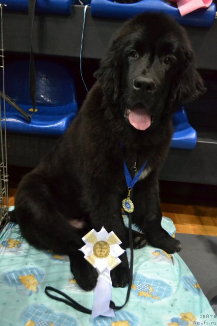 Фото: ньюфаундленд Pitern'yuf CHivas Regal (Питерньюф Чивас Регал)