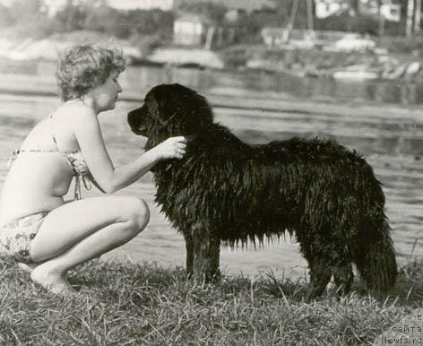 Фото: ньюфаундленд Serdjam Nikola (Серджам Никола)