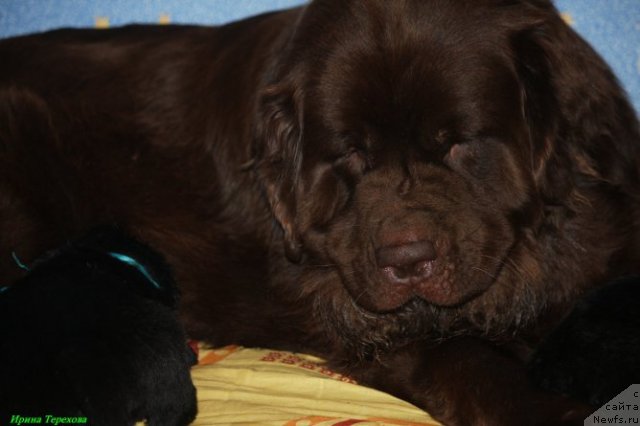 Фото: ньюфаундленд Velikiy Medved' Kameliya (Великий Медведь Камелия)