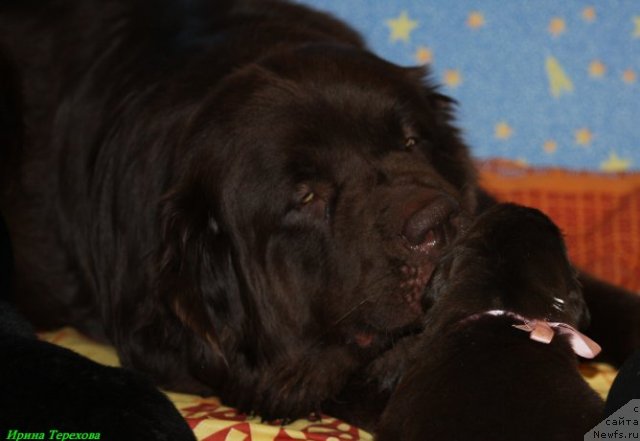 Фото: ньюфаундленд Velikiy Medved' Kameliya (Великий Медведь Камелия)