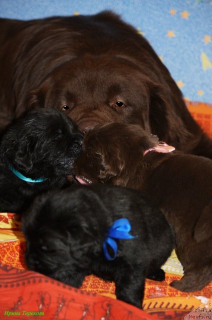 Фото: ньюфаундленд Velikiy Medved' Kameliya (Великий Медведь Камелия)