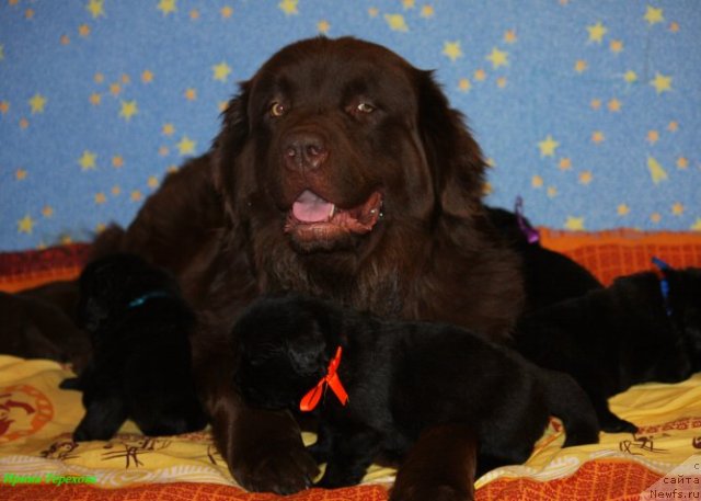 Фото: ньюфаундленд Velikiy Medved' Kameliya (Великий Медведь Камелия)