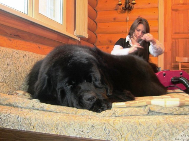 Фото: ньюфаундленд Very Fairweathers X'Got The Rhythm