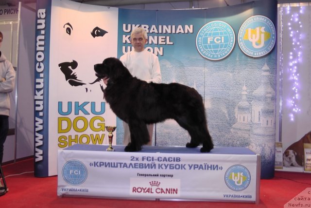 Фото: ньюфаундленд Porsche Cayene (Порш Кайен)