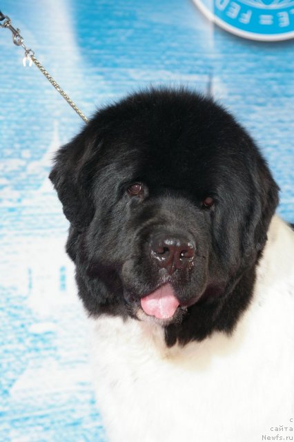 Фото: ньюфаундленд The Waves Sons Excellent Friends