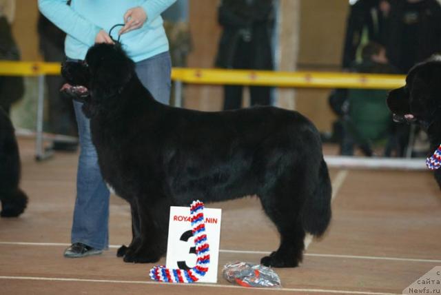 Фото: ньюфаундленд Veneciya iz Carstva Medvedey v Obush SHed (Венеция из Царства Медведей в Обуш Шед)