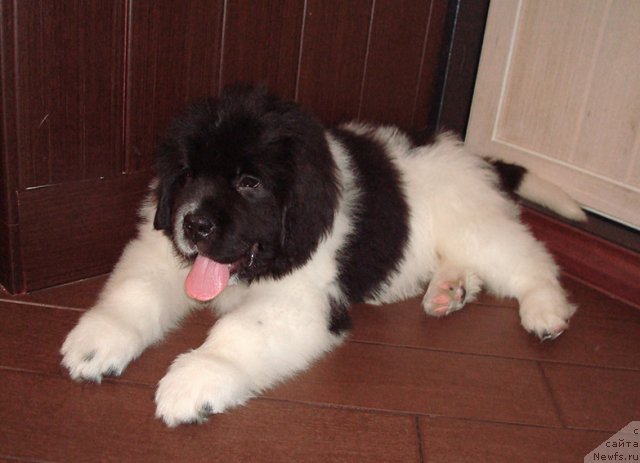 Фотография № 112939