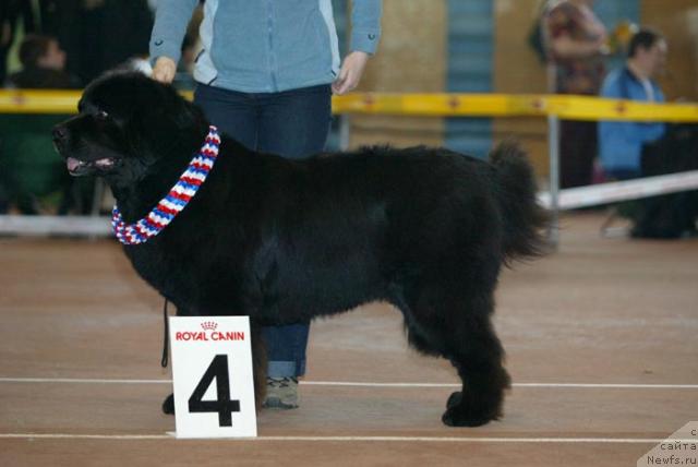 Фото: ньюфаундленд Akvanavt iz Tihogo Omuta (Акванавт из Тихого Омута)