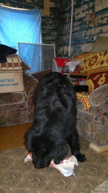 Фото: ньюфаундленд Ariyel' Nejdannaya Nagrada (Ариэль Нежданная Награда)