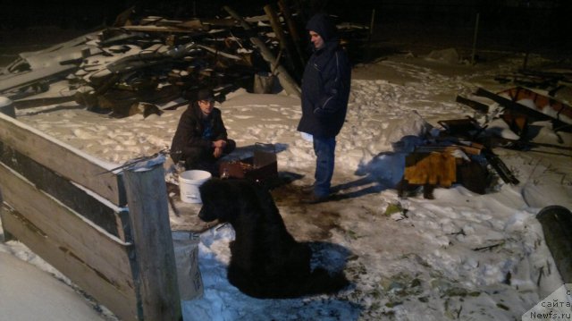 Фото: ньюфаундленд Ariyel' Nejdannaya Nagrada (Ариэль Нежданная Награда)