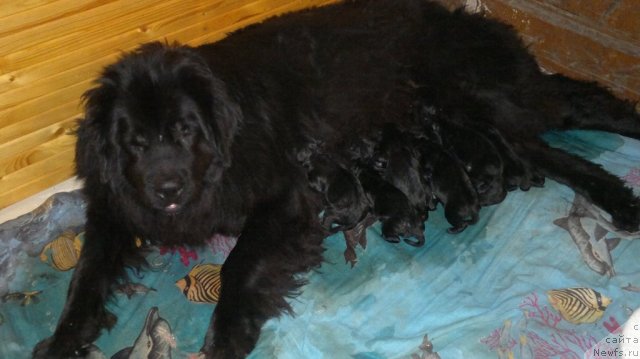 Фото: ньюфаундленд Ariyel' Nejdannaya Nagrada (Ариэль Нежданная Награда)