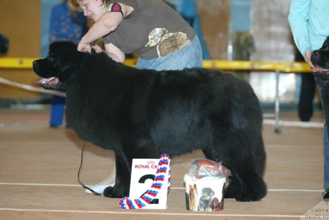 Фото: ньюфаундленд Dendi Denger iz Medvejyego Yara (Денди Денжер из Медвежьего Яра)