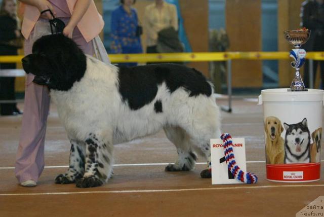 Фото: ньюфаундленд Super Bizon Argo (Супер Бизон Арго)