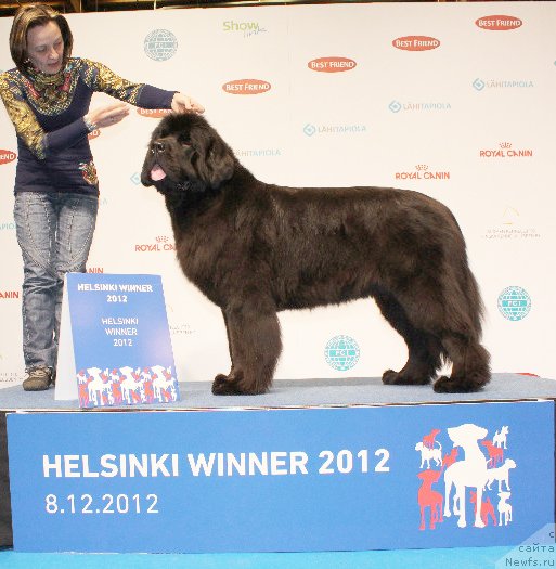 Фото: ньюфаундленд Beguschaya po Volnam Dancing Queen (Бегущая по Волнам Дансинг Квин)