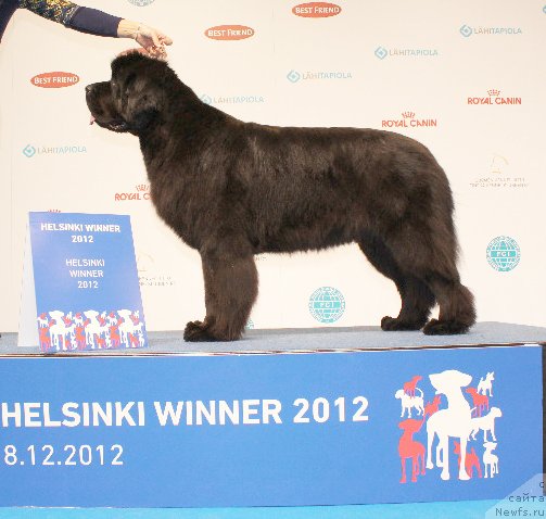 Фото: ньюфаундленд Beguschaya po Volnam Dancing Queen (Бегущая по Волнам Дансинг Квин)