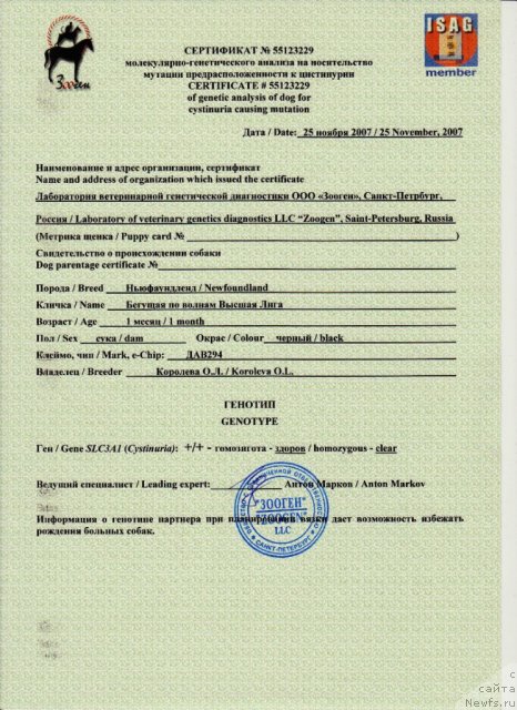 Фото: ньюфаундленд Beguschaya po Volnam Vyisshaya Liga (Бегущая по Волнам Высшая Лига)