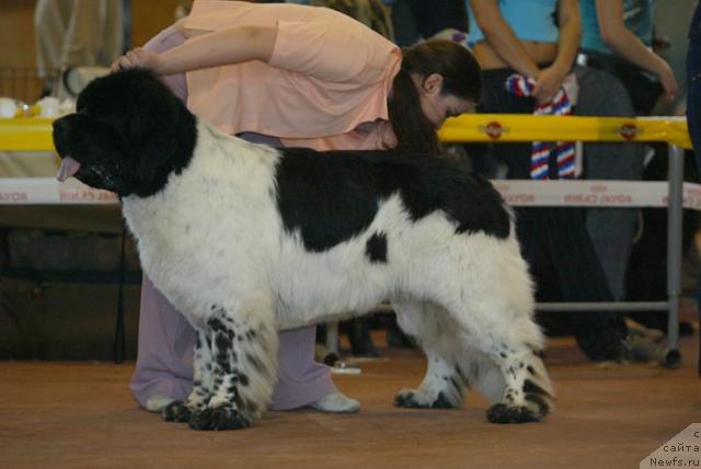 Фото: ньюфаундленд Super Bizon Argo (Супер Бизон Арго)