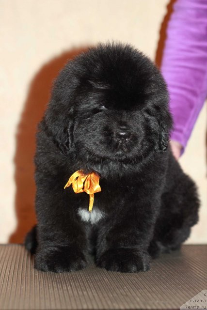 Фото: ньюфаундленд Dark Pride Baribal (Дак Прайд Барибал)