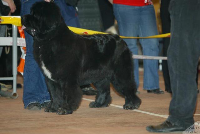 Фото: ньюфаундленд Super Bizon Antaliya (Супер Бизон Анталия)