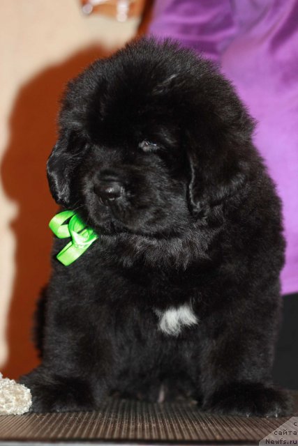 Фото: ньюфаундленд Dark Pride Bitter Sweet (Дак Прайд Битер Свит)