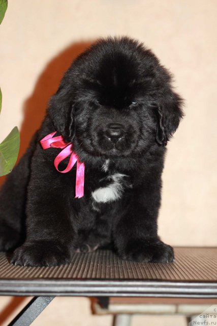 Фото: ньюфаундленд Dark Pride Bright Bias (Дак Прайд Брайт Биас)