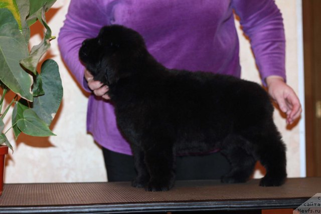 Фото: ньюфаундленд Dark Pride Bond's Girl (Дак Прайд Бонд'з Гёл)