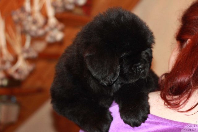 Фото: ньюфаундленд Dark Pride Bond's Girl (Дак Прайд Бонд'з Гёл)