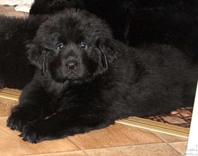 Фото: щенок, ньюфаундленд Fortuna of Giant's Island, и, ньюфаундленд Beguschaya po Volnam Zero Kool (Бегущая по Волнам Зеро Коол)