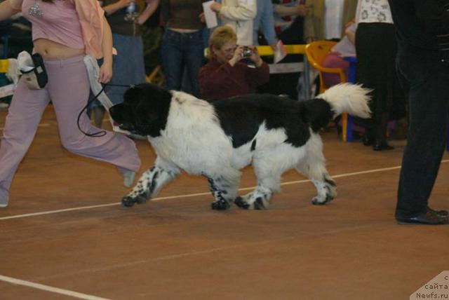 Фото: ньюфаундленд Super Bizon Argo (Супер Бизон Арго)