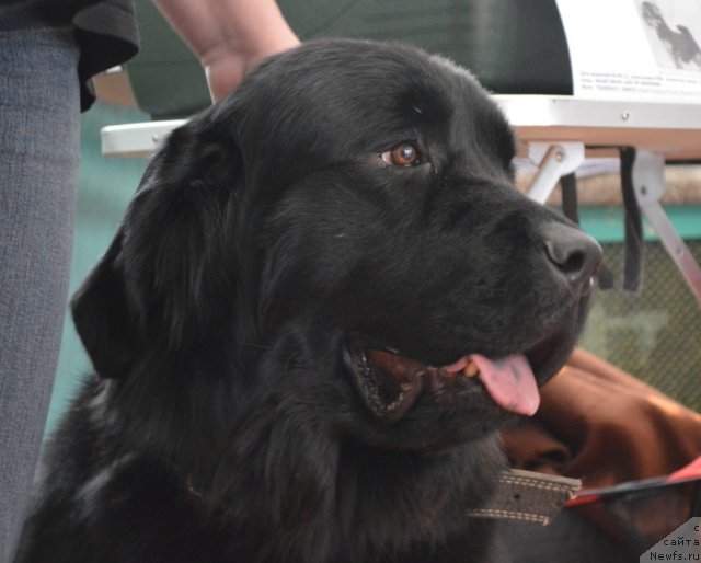 Фото: ньюфаундленд Allegro Assai Luna (Аллегро Ассаи Луна)