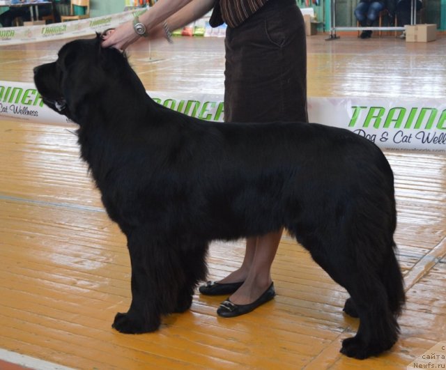 Фото: ньюфаундленд Allegro Assai Luna (Аллегро Ассаи Луна)