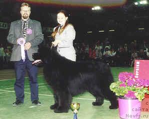 Фото: ньюфаундленд New-Fuur-Land's Block Buster