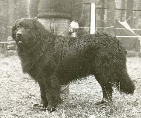 Фото: ньюфаундленд Gun Bagir (Гун Багир)